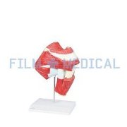 Anatomical Models